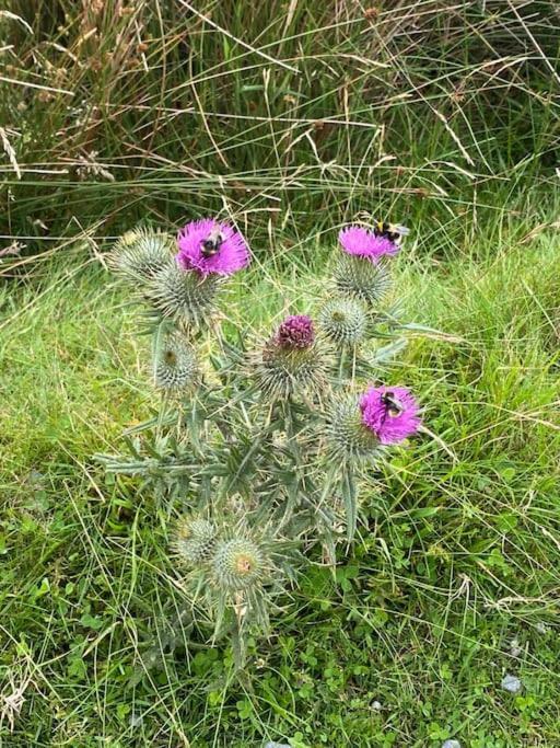 The Burrow, Langholm, Dumfries And Galloway 외부 사진